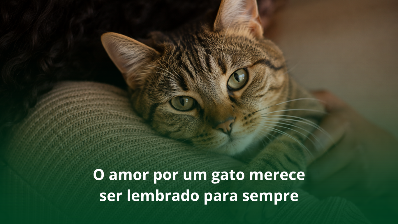 O amor por um gato merece ser lembrado para sempre