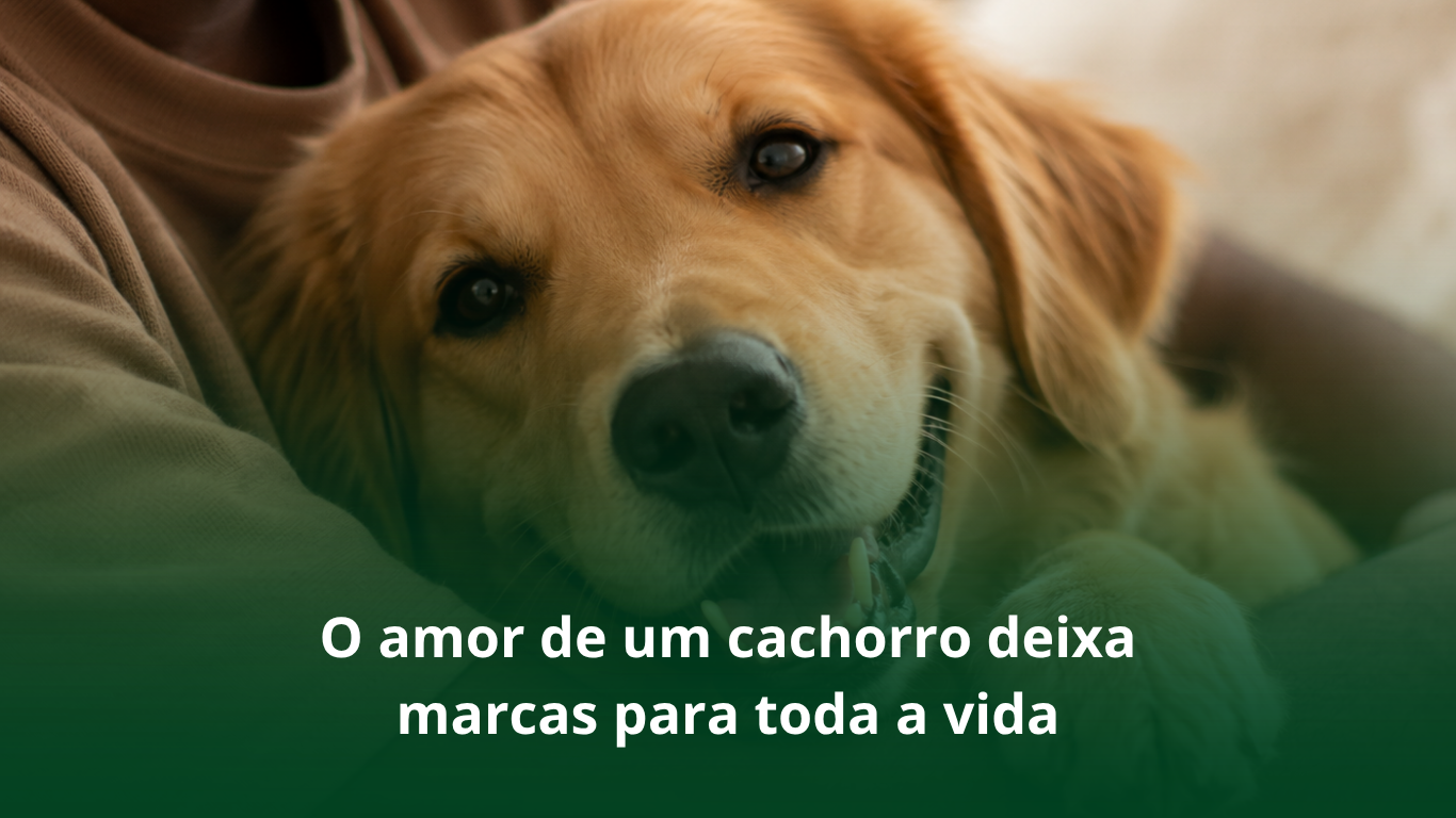 O amor de um cachorro deixa marcas para toda a vida