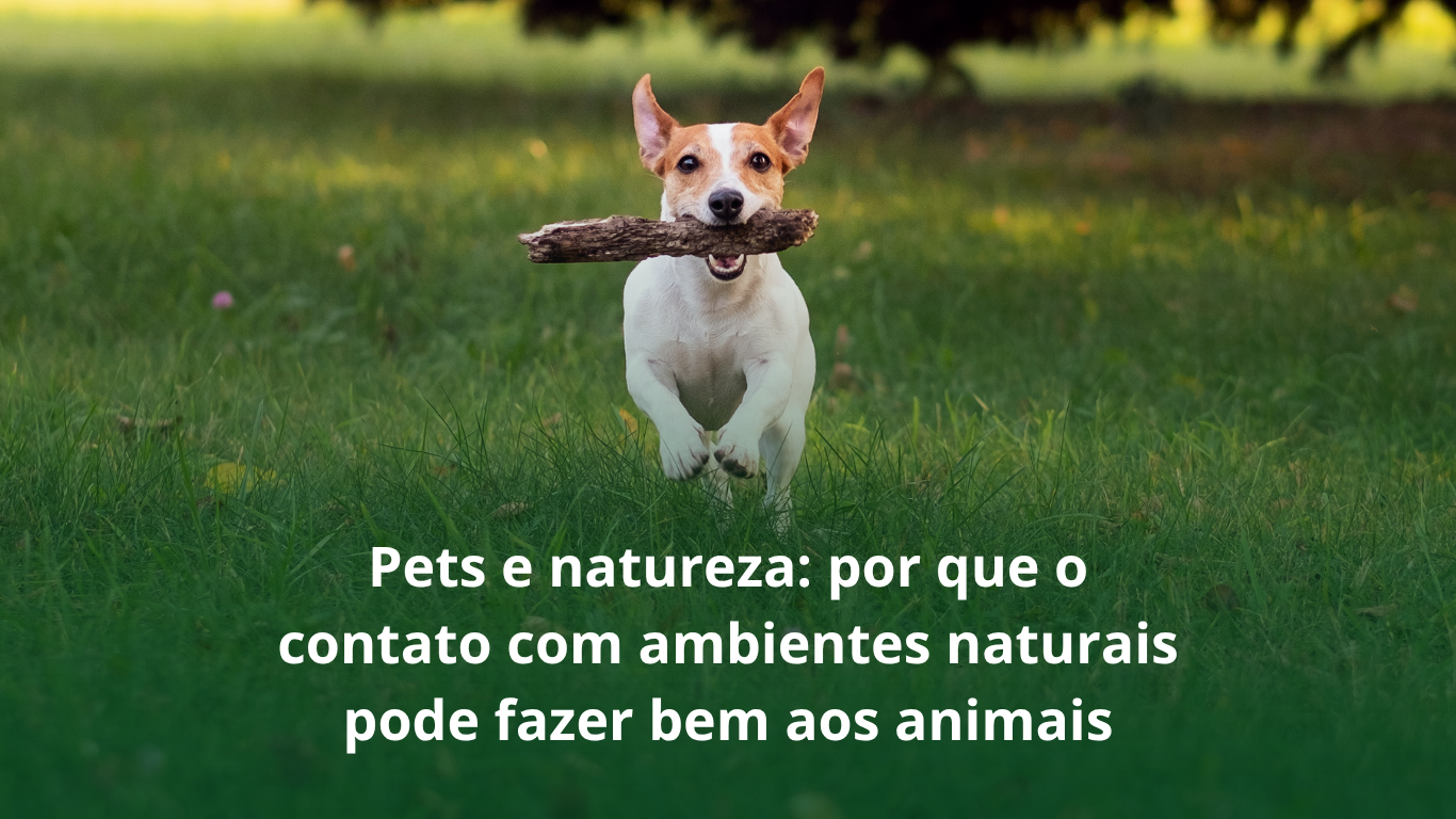 Pets e natureza: por que o contato com ambientes naturais pode&hellip;