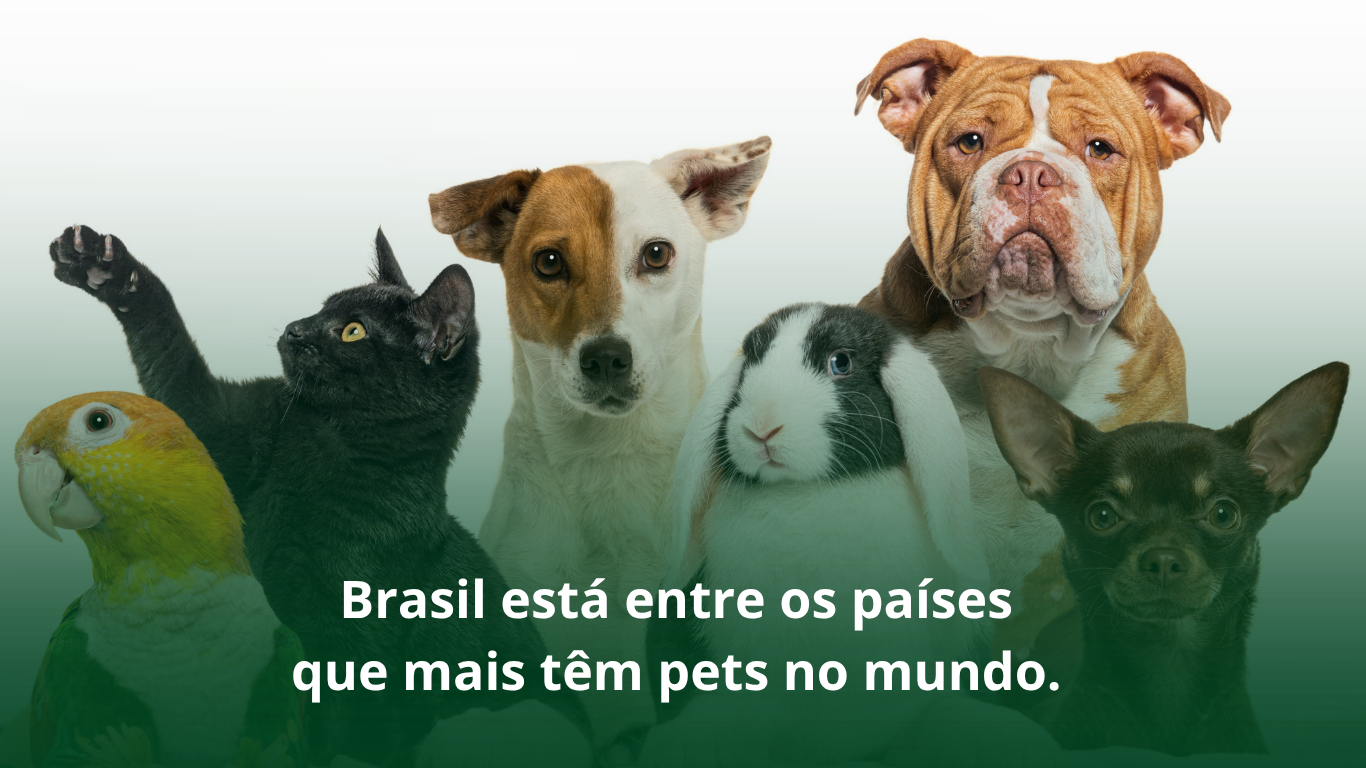 BRASIL ESTÁ ENTRE OS PAÍSES QUE MAIS TÊM PETS NO MUNDO 
